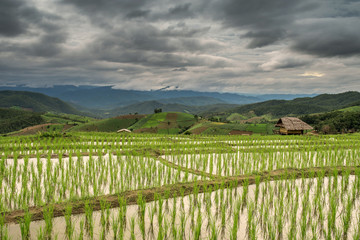 Terraced Paddy Field in Mae-Jam Village , Chiang Mai Province ,