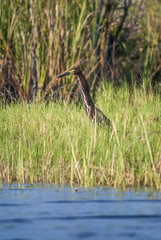 Socó-boi (Tigrisoma lineatum) | Rufescent Tiger-Heron fotografado em Guarapari, Espírito Santo -  Sudeste do Brasil. Bioma Mata Atlântica.
