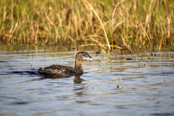 Mergulhão-caçador (Podilymbus podiceps) | Pied-billed Grebe fotografado em Guarapari, Espírito Santo -  Sudeste do Brasil. Bioma Mata Atlântica.