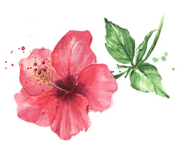 Beautiful pink flower. Watercolor painting