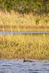 Mergulhão-caçador (Podilymbus podiceps) | Pied-billed Grebe fotografado em Guarapari, Espírito Santo -  Sudeste do Brasil. Bioma Mata Atlântica.
