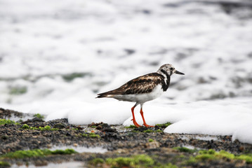 Vira-pedras (Arenaria interpres) | Ruddy Turnstone fotografado em Guarapari, Espírito Santo -  Sudeste do Brasil. Bioma Mata Atlântica.