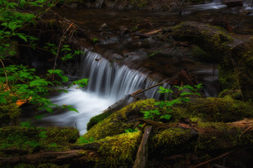 Creekside flows in Oregon's forest