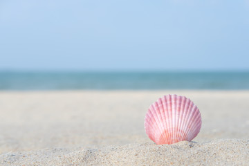 Fototapeta na wymiar Shellfish on the sand
