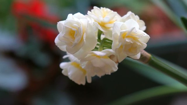 Erlicheer jonquil daffodils in natural garden setting, macro closeup handheld.