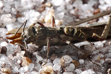 Formiga-villosa e Bicho-pau (Neoponera villosa e Inseto) | Ant villosa and Stick insect fotografado em Guarapari, Espírito Santo -  Sudeste do Brasil. Bioma Mata Atlântica.