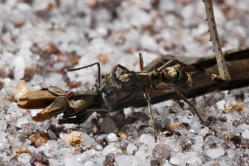 Formiga-villosa e Bicho-pau (Neoponera villosa e Inseto) | Ant villosa and Stick insect fotografado em Guarapari, Espírito Santo -  Sudeste do Brasil. Bioma Mata Atlântica.