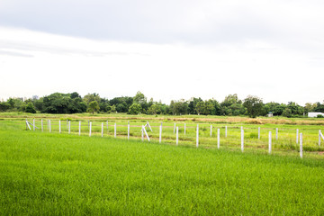 Fototapeta na wymiar The rice field is light green