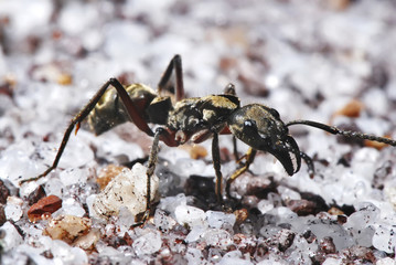 Formiga-villosa (Neoponera villosa) | Ant villosa fotografado em Guarapari, Espírito Santo -  Sudeste do Brasil. Bioma Mata Atlântica.