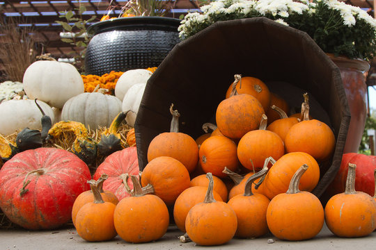Pumpkin Display