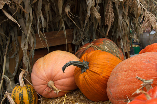 Pumpkin Display