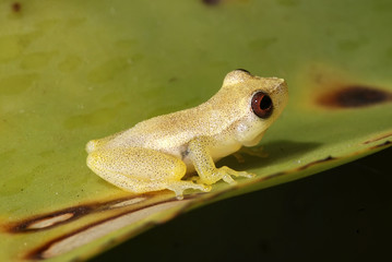 Pererequinha-branneri (Dendropsophus branneri) | Frog fotografado em Guarapari, Espírito Santo -  Sudeste do Brasil. Bioma Mata Atlântica.