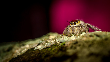 macro shoot of jumping spider crawling on mossy bark of the tree