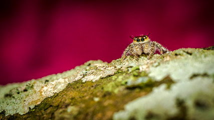 macro shoot of jumping spider crawling on mossy bark of the tree