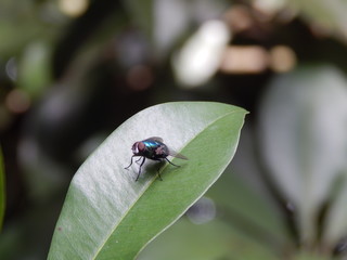 House fly resting