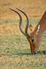 antilope z