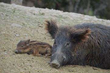 jabalí y cría 