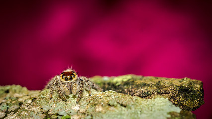 macro shoot of jumping spider crawling on mossy bark of the tree