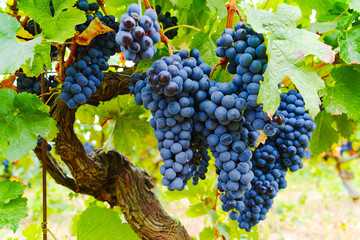 Ripe red wine grape ready to harvest - obrazy, fototapety, plakaty