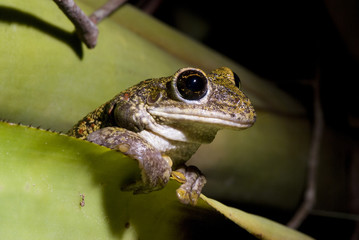 Perereca-cabeçuda (Trachycephalus nigromaculatus) | Black-spotted casque-headed treefrog fotografado em Guarapari, Espírito Santo -  Sudeste do Brasil. Bioma Mata Atlântica.