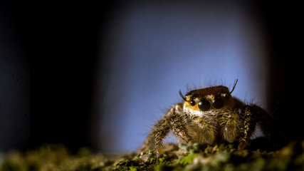 macro shoot of jumping spider crawling on mossy bark of the tree