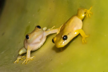 Perereca-das-bromélias (Phyllodytes luteolus) | Yellow heart-tongued frog fotografado em Guarapari, Espírito Santo -  Sudeste do Brasil. Bioma Mata Atlântica.