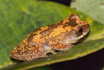 Pererequinha-branneri (Dendropsophus branneri) | Frog fotografado em Guarapari, Espírito Santo -  Sudeste do Brasil. Bioma Mata Atlântica.