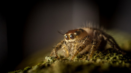 macro shoot of jumping spider crawling on mossy bark of the tree