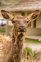 Young Elk