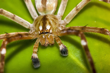 Aranha Sparassidae (Sparassidae) | Spider fotografado em Guarapari, Espírito Santo -  Sudeste do Brasil. Bioma Mata Atlântica.