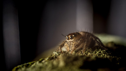 macro shoot of jumping spider crawling on mossy bark of the tree