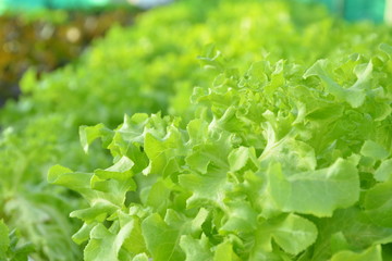 Selective focus of organic hydroponic vegetable farm on deck building,food or agriculture concept.