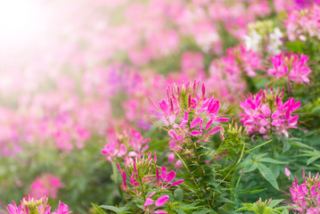 Obraz premium Field of blooming pink Cleome flower or spider flower with drewdrops and fog background