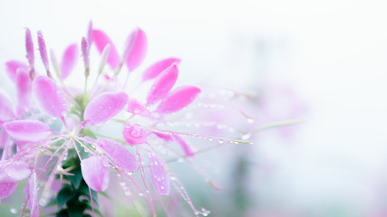 Field of blooming pink Cleome flower or spider flower with drewdrops and fog background