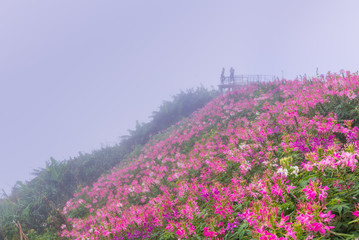 Obraz premium Field of blooming pink Cleome flower or spider flower with drewdrops and fog background