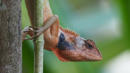 Lizard © Suphatthra China