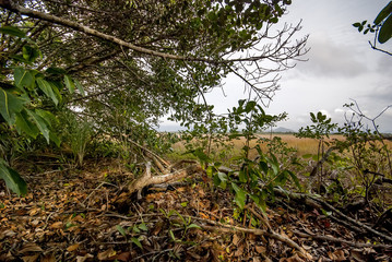 Brejo-herbáceo (Ambiente) | Herbaceous-marsh fotografado em Guarapari, Espírito Santo -  Sudeste do Brasil. Bioma Mata Atlântica. 