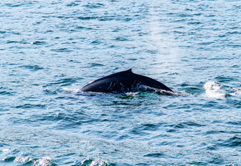 Back of a humpback whale seen during a whale watching excursion.