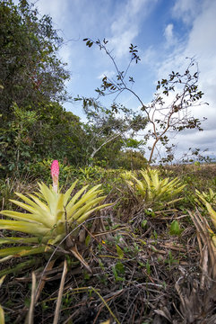 Bromélia-quesneliana (Quesnelia quesneliana) | Bromeliad fotografado em Guarapari, Espírito Santo -  Sudeste do Brasil. Bioma Mata Atlântica. 