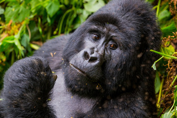 Gorilla im Regenwald in Uganda