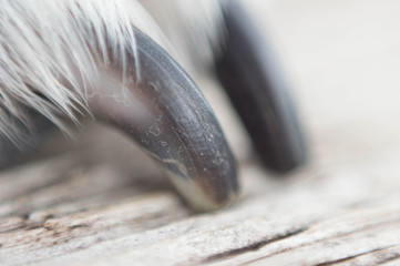 Close up of a dogs black nail.