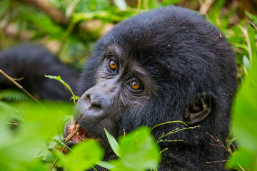 Obraz premium Berggorilla im Regenwald von Uganda