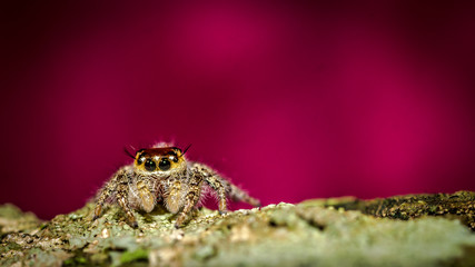 macro shoot of jumping spider crawling on mossy bark of the tree