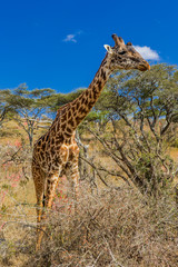Giraffe im Ngorongoro Krater in Tansania