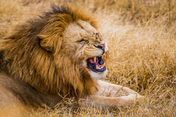 Löwe im Ngorongoro Krater in Tansania