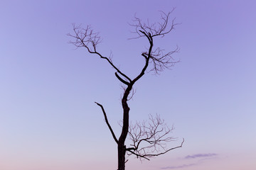 Fototapeta na wymiar Lonely dead tree. Art nature.