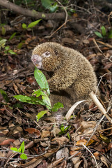 Ouriço-preto (Chaetomys subspinosus) | Bristle-spined rat fotografado em Guarapari, Espírito Santo -  Sudeste do Brasil. Bioma Mata Atlântica. 