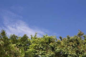 Green tree top line over blue sky and clouds background