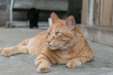Fototapeta premium 何かを見る野良猫ちゃん