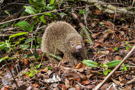 Ouri&ccedil;o-preto (Chaetomys subspinosus) | Bristle-spined rat fotografado em Guarapari, Esp&iacute;rito Santo -  Sudeste do Brasil. Bioma Mata Atl&acirc;ntica. 